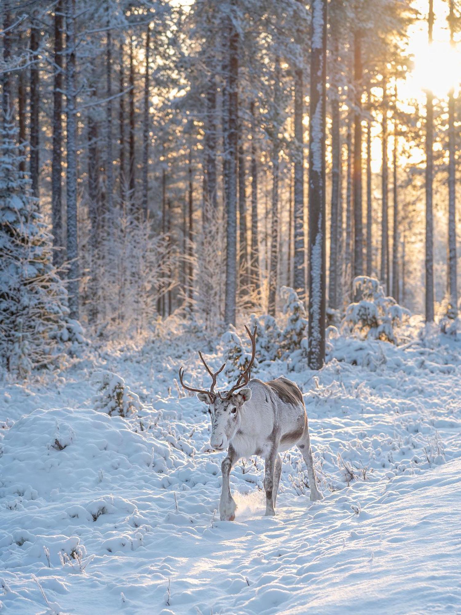 Napapiirin Jaervilomat Hotel Luukonniemi Bagian luar foto